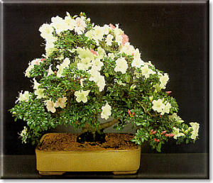 Piante dal catalogo Crespi: Rhododendron lateritium - Azalea