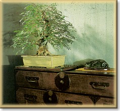 Bonsai da interno