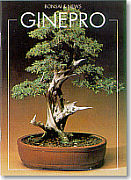 Juniperus chinensis - Ginepro cinese